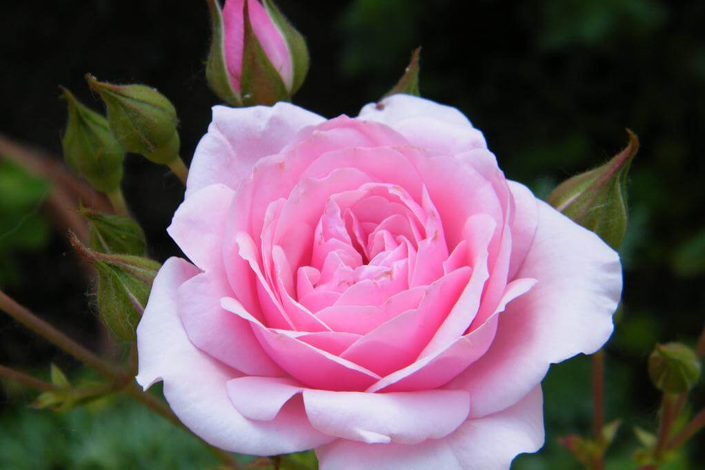Боника 82 роза фото и описание