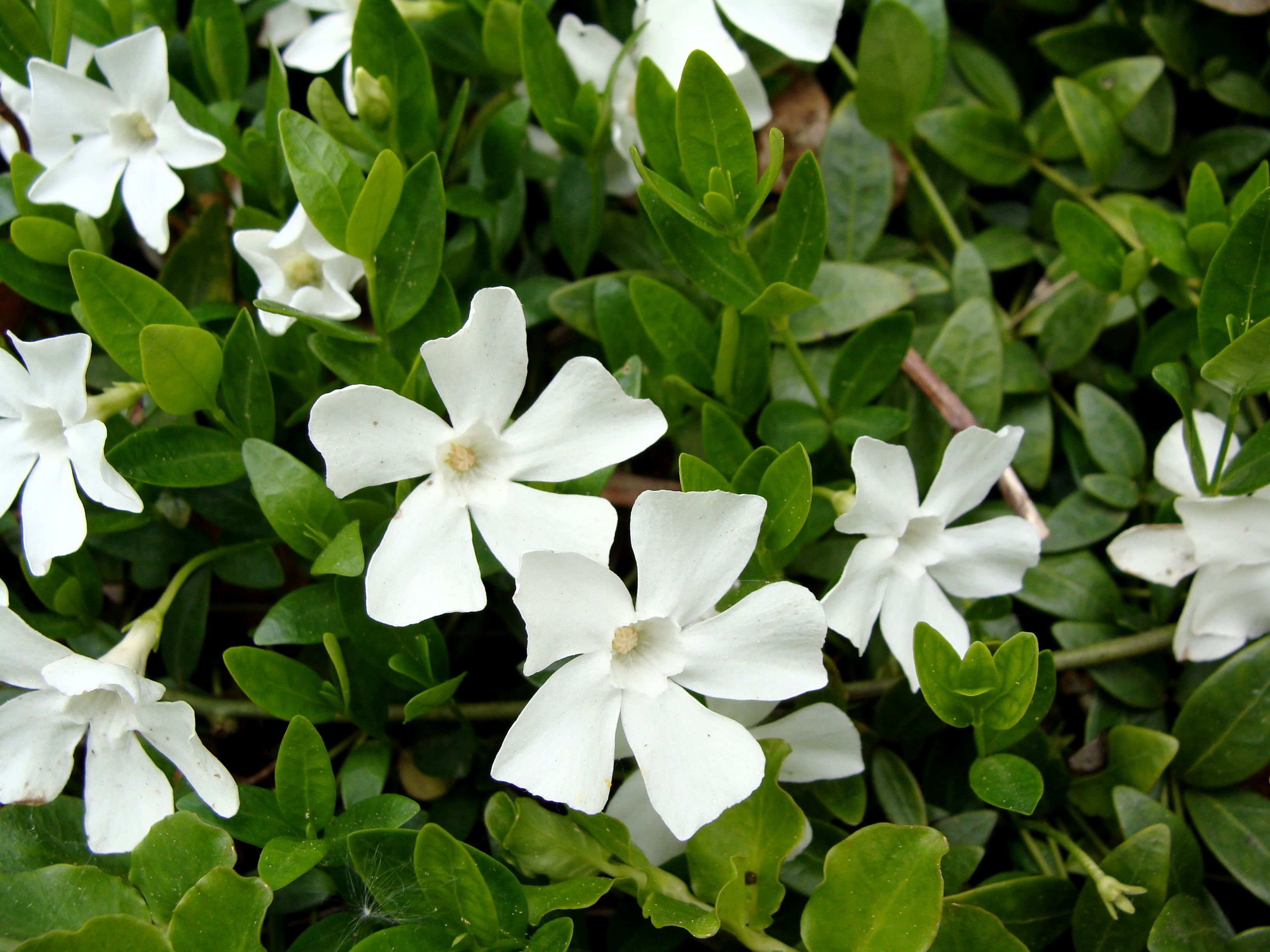 Барвинок Vinca Minor Alba