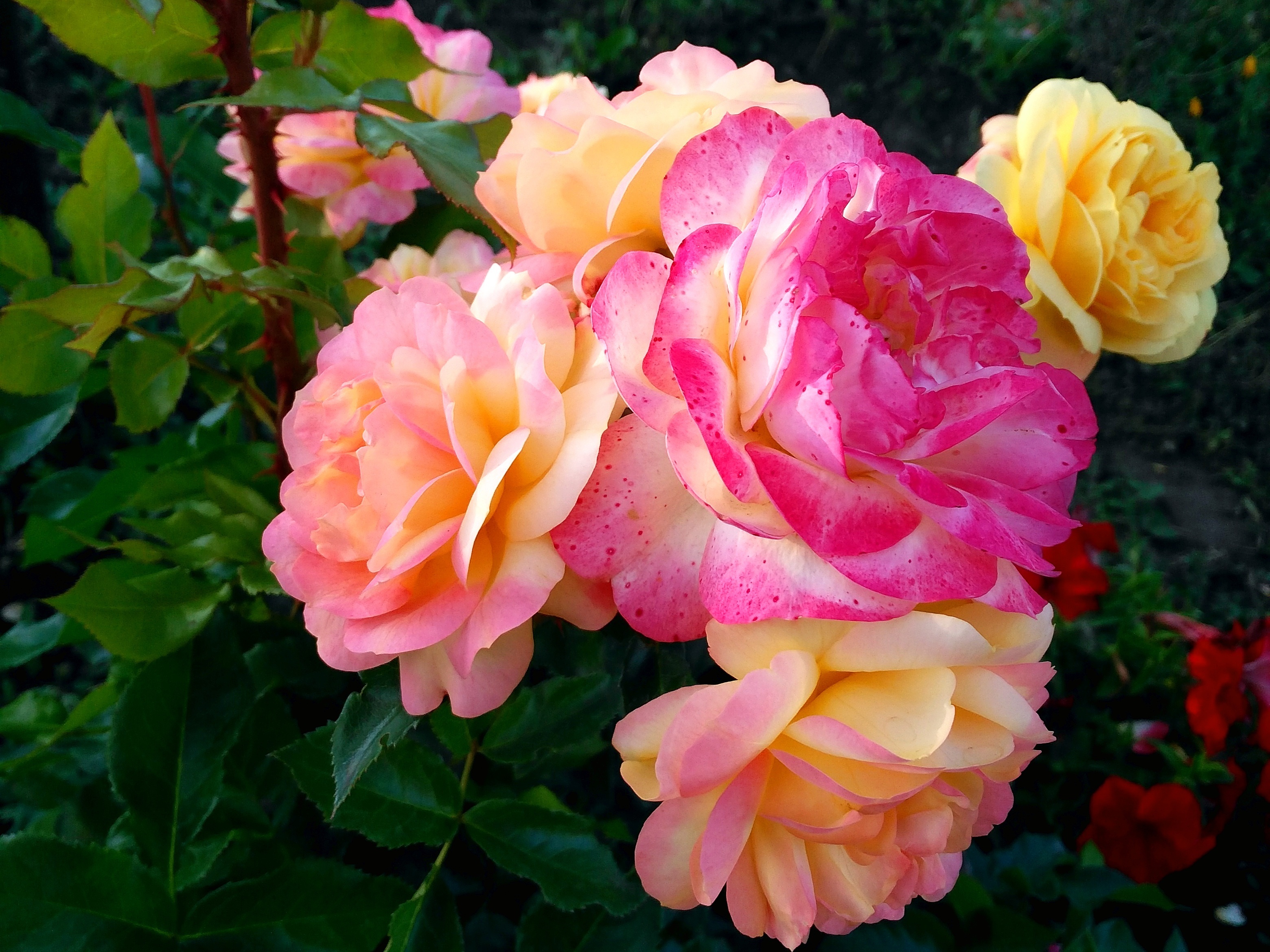 розы флорибунда для подмосковья лучшие сорта фото