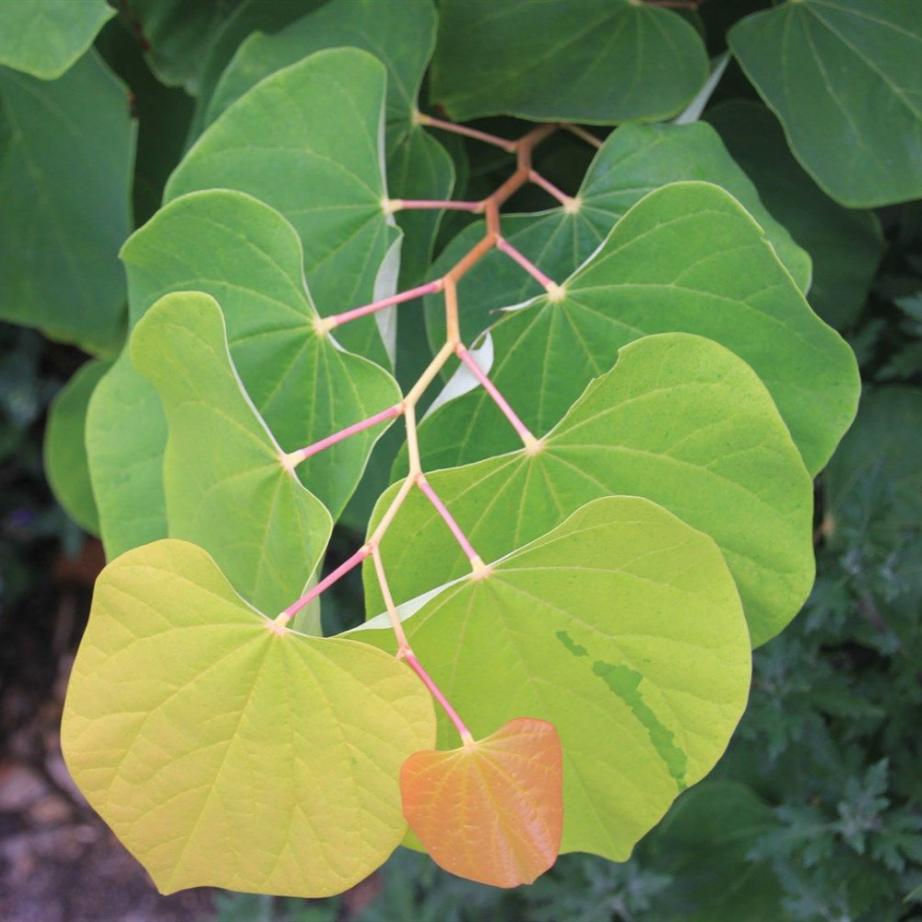 Cercis canadensis Rising Sun