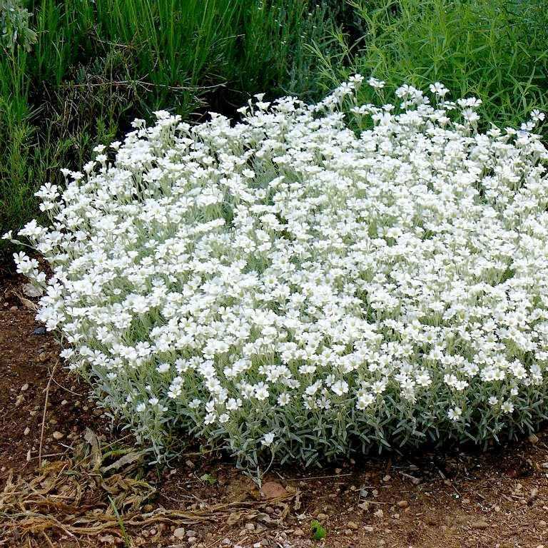 Белые почвопокровные цветы названия и фото