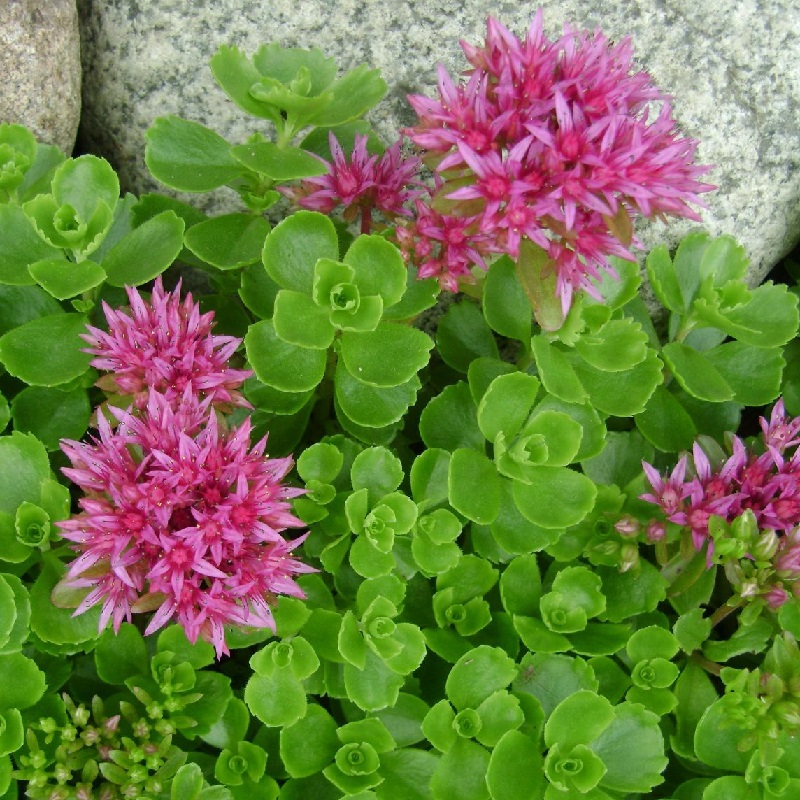 Седум цветок многолетний фото и описание
