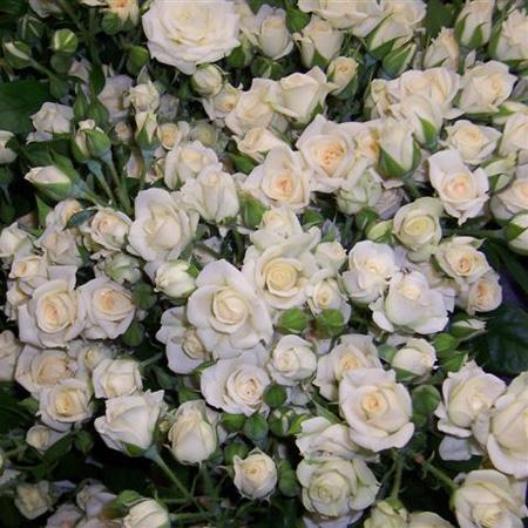 Роза белый спрей фото и описание