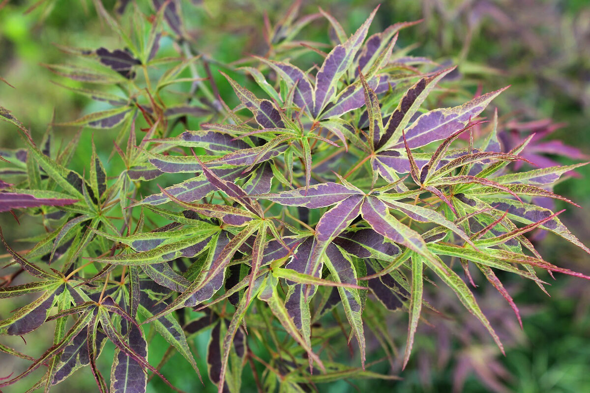 Acer palmatum Manyo-no-Sato