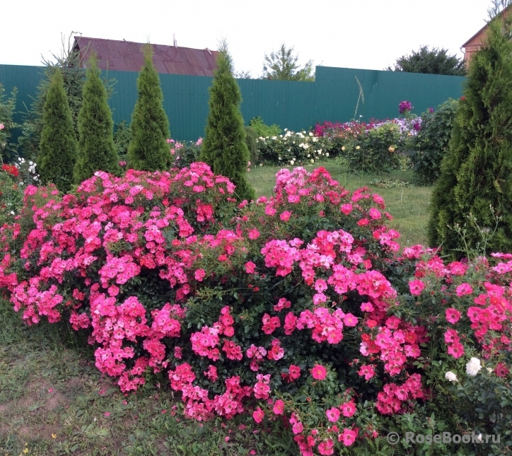 Розиге ландростай роза фото и описание