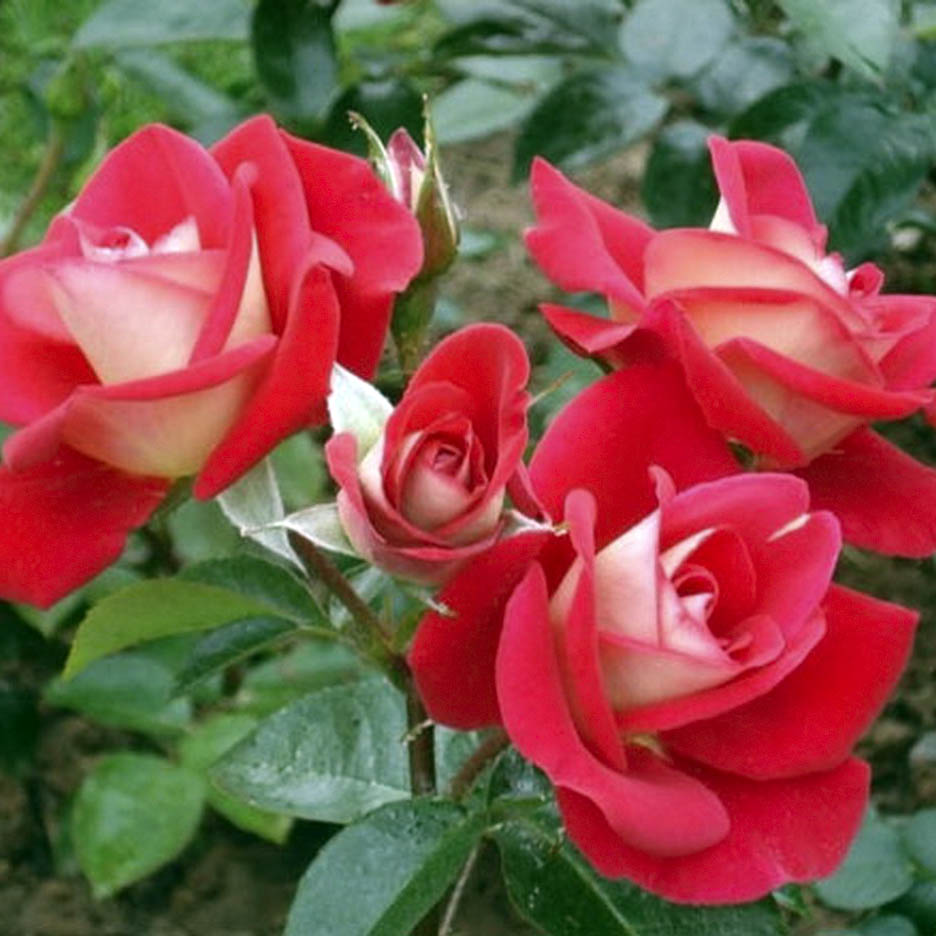 Роза флорибунда Heimatmelodie