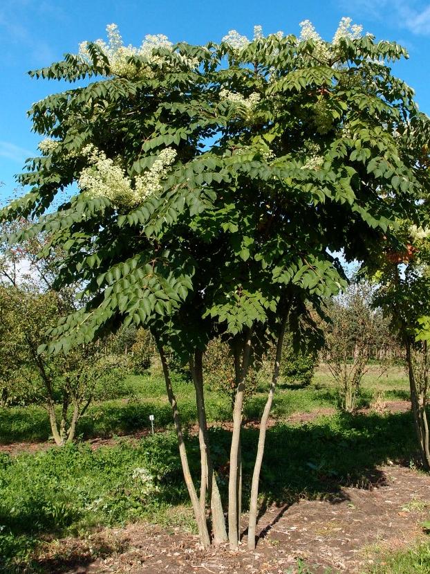 Аралия дерево фото и описание