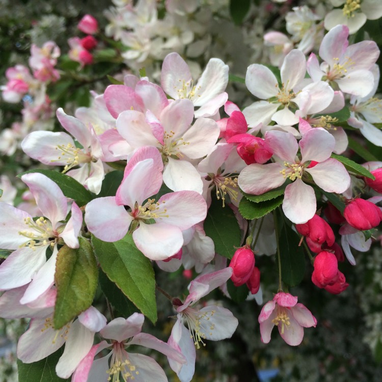 Декоративные яблони. Malus Evereste яблоня. Яблоня Эверест Malus Evereste. Яблоня декоративная Evereste. Яблоня декоративная Эверест Malus Evereste.