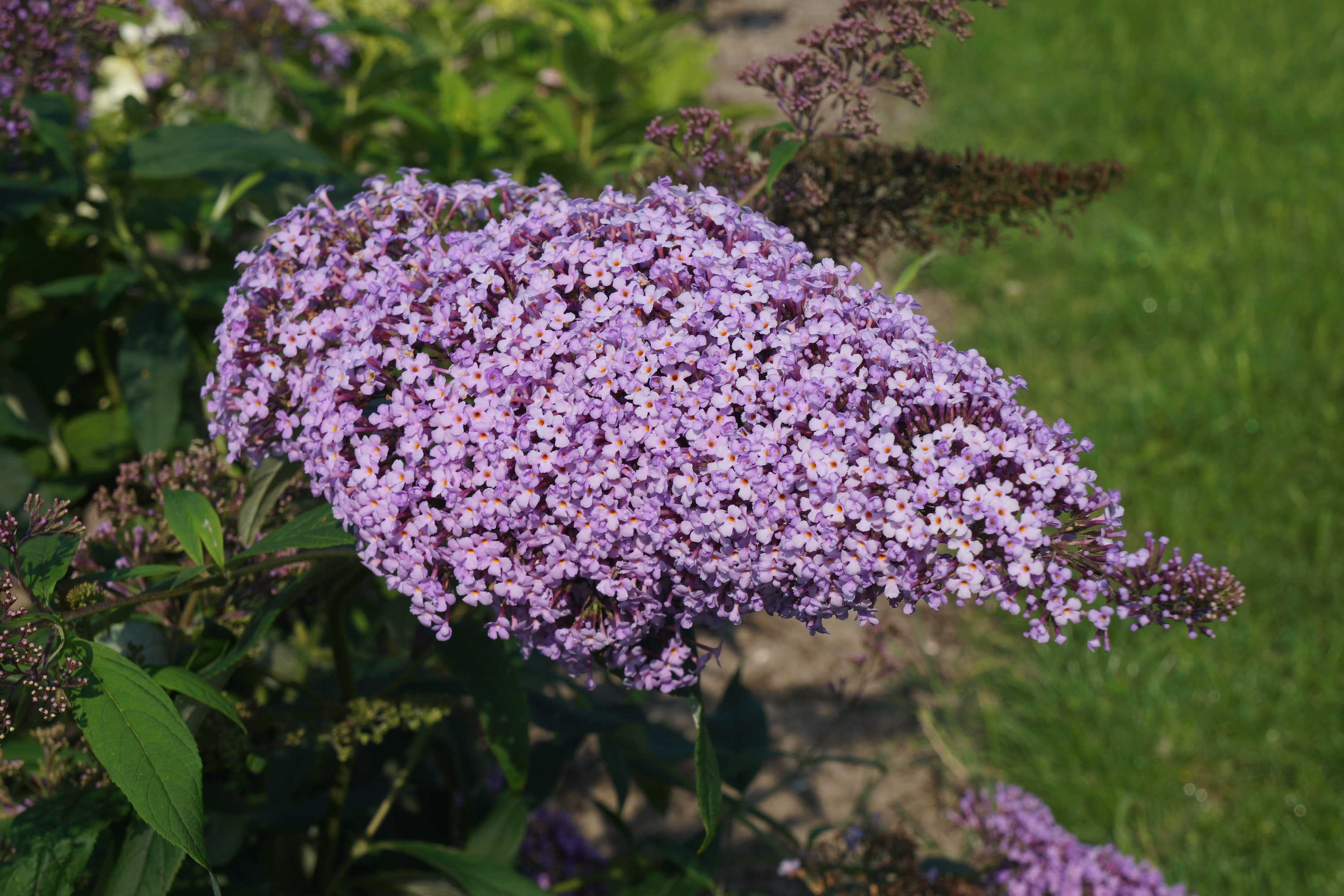 Буддлея Давида Гулливер Buddleja davidii Gulliver