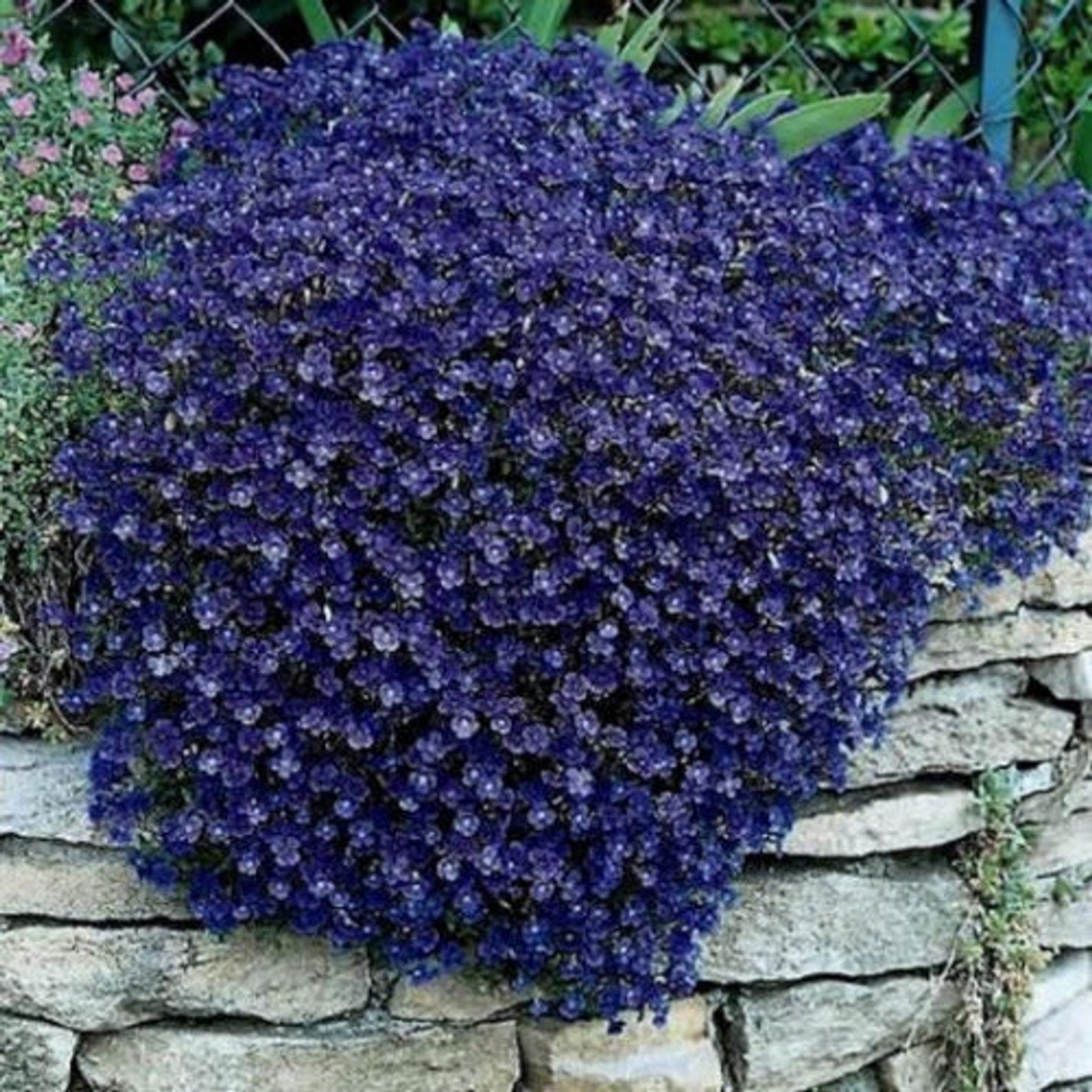 Низкорослые синие цветы для клумбы фото