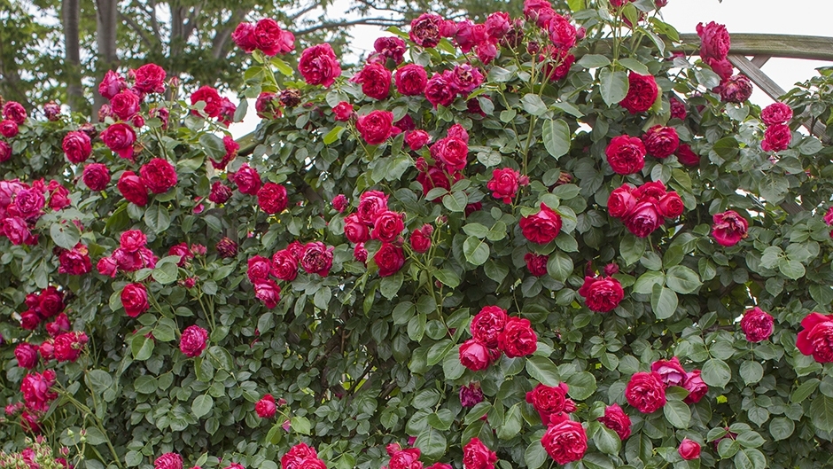 Плетистая роза глориана фото и описание