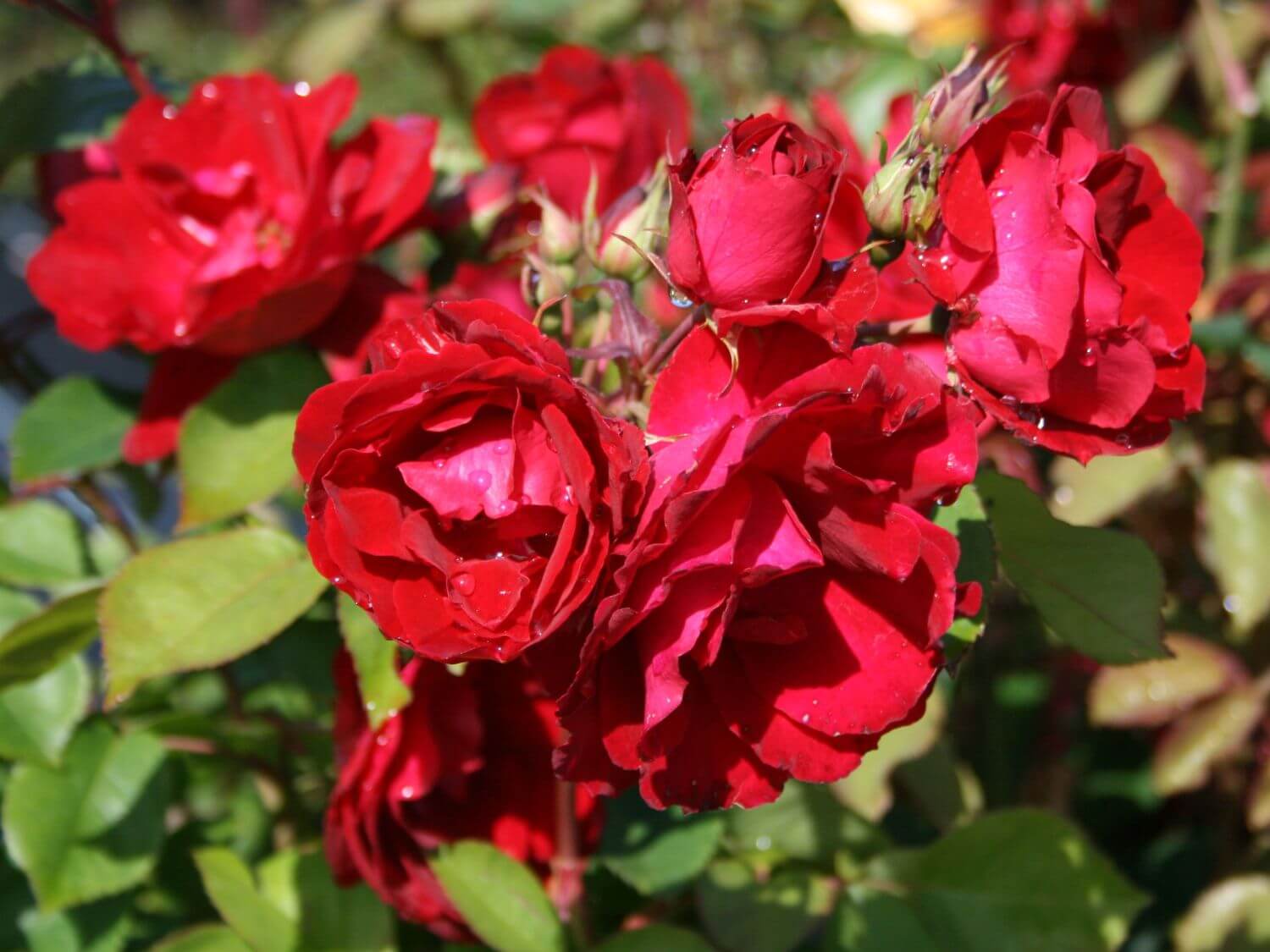 Парковая роза: описание, правила ухода, посадка и размножение, фото