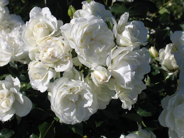 Сорта белых роз флорибунда с фото и описанием