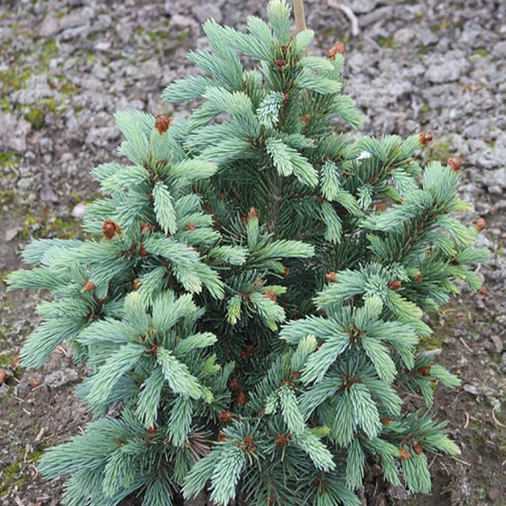 Picea engelmannii Low blow
