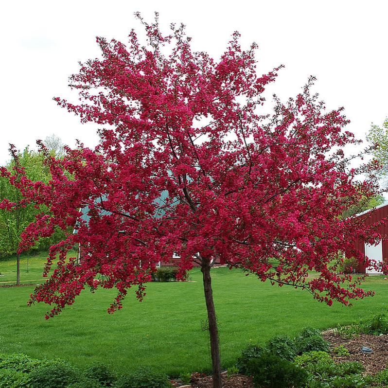 Декоративная яблоня с красными листьями роялти фото