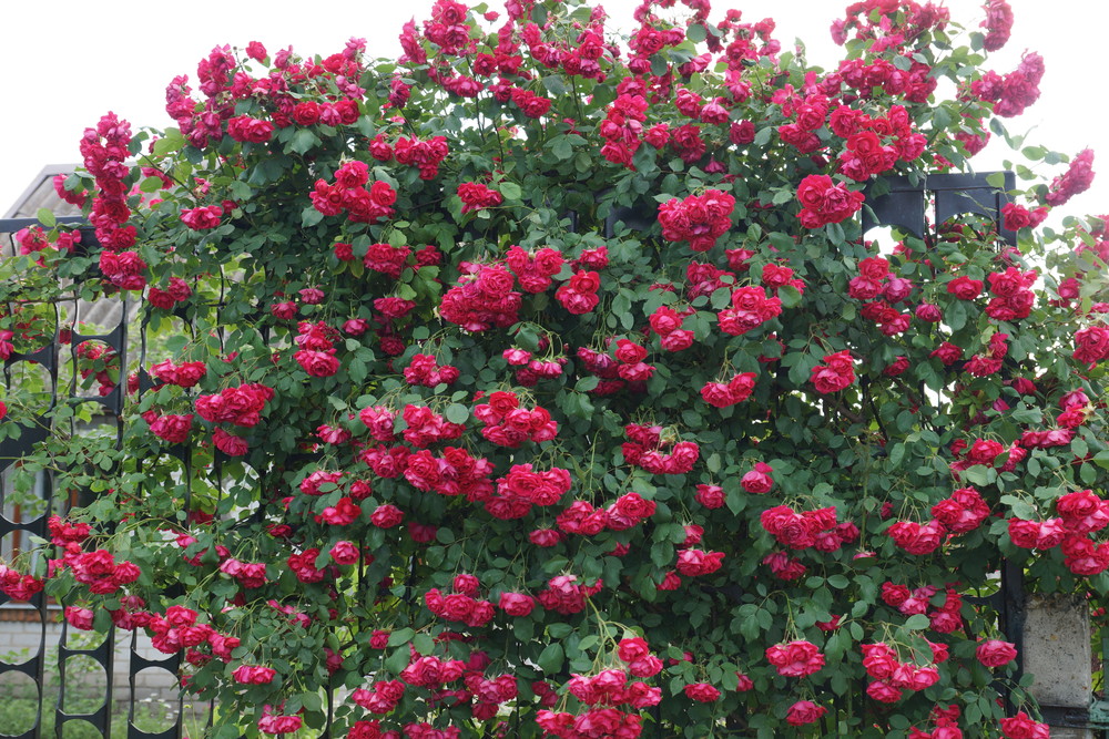 Роза плетистая красная плетистая фото описание
