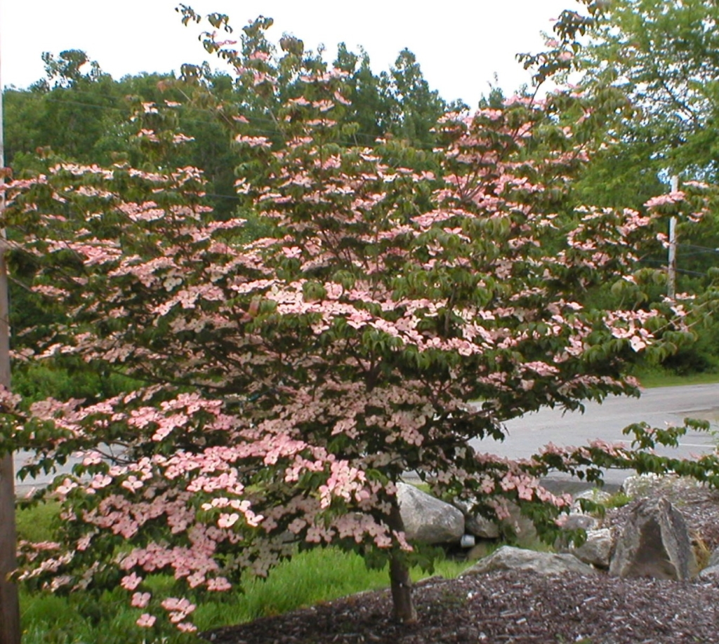 Cornus Kousa дерево