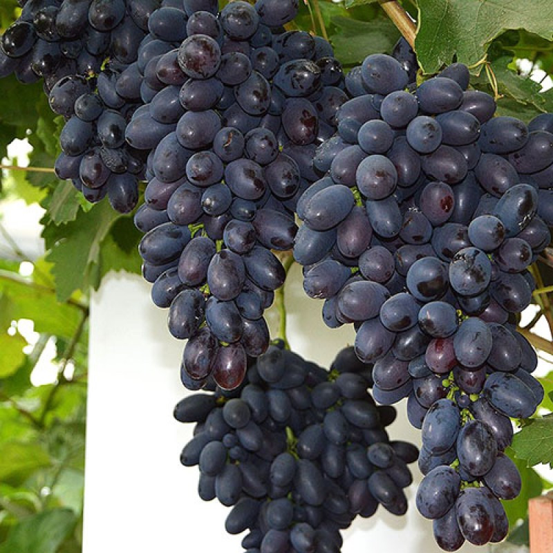 Виноград кодрянка характеристика и описание сорта фото
