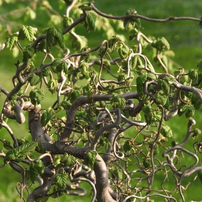 Ива корявая деревья фото