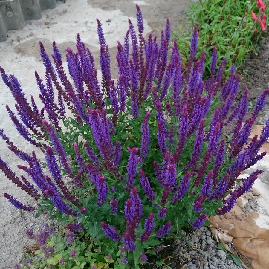 Шалфей Дубравный (Salvia nemorosa)