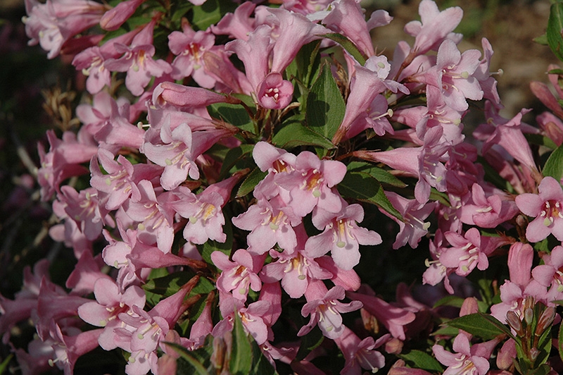 Вейгела цветущая weigela florida фото