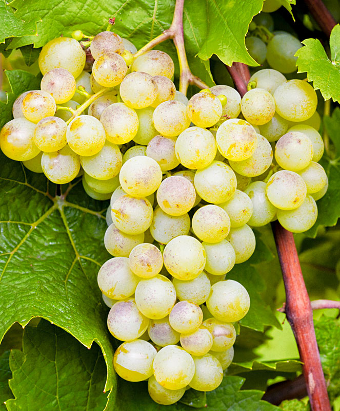Сорт винограда светлый фото и описание
