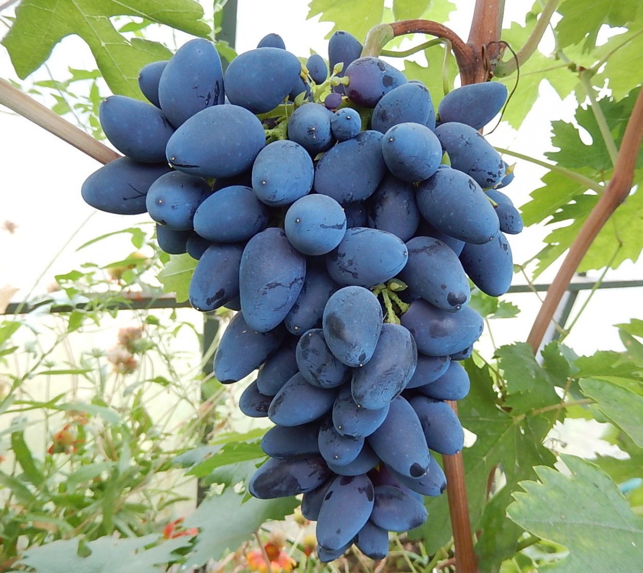Виноград плодовый ромбик