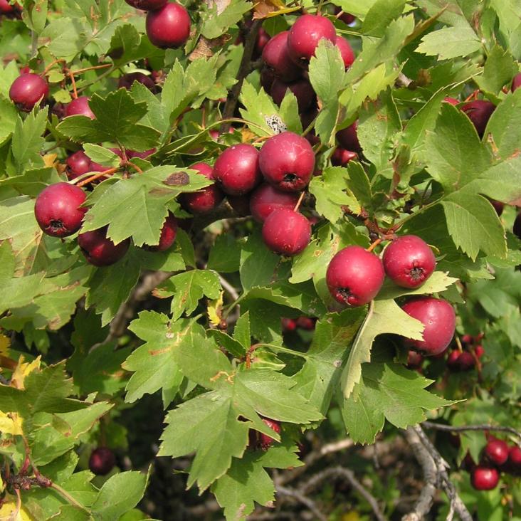 Фото боярышника обыкновенного с плодами