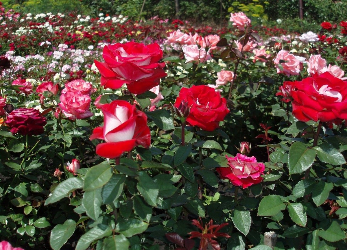 Розы саженцы питомники москва