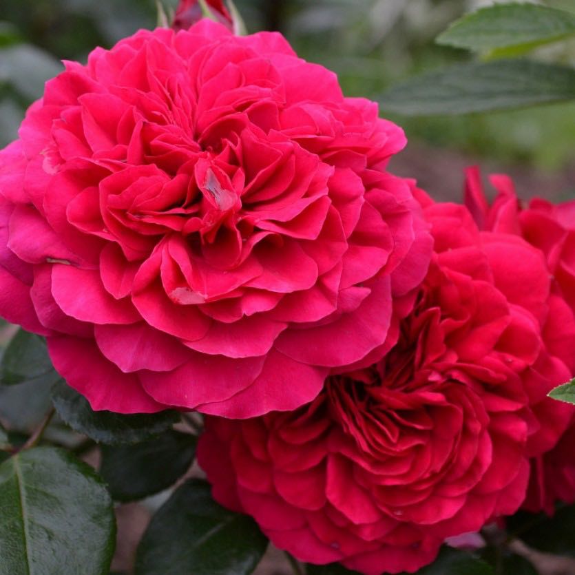 Роза английская леонардо да винчи фото и описание