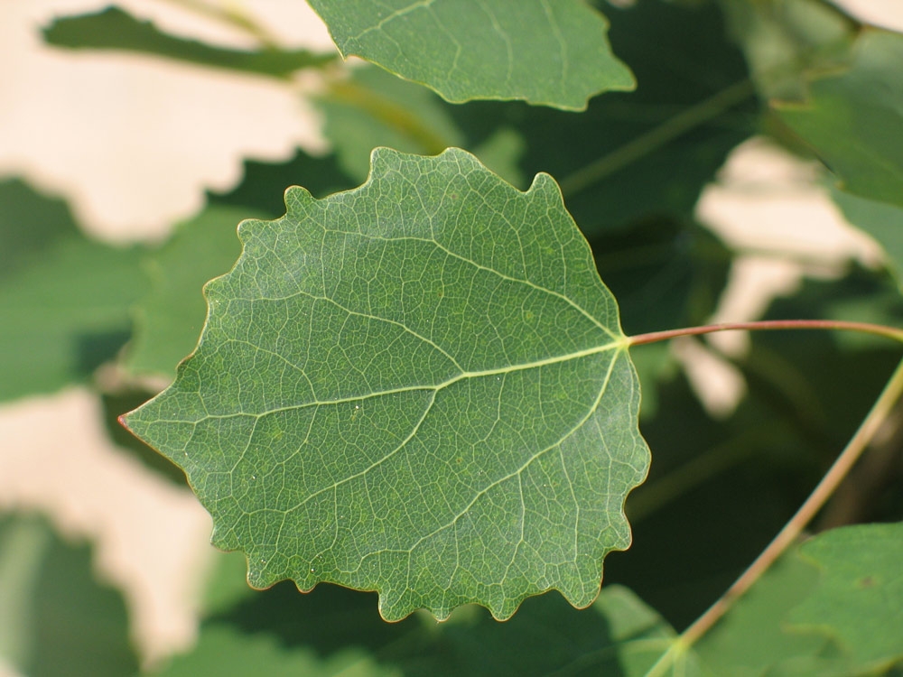 Тополь листья фото. Тополь дрожащий (Populus tremula). Тополь дрожащий 'erecta'. Populus tremula erecta. Осина крупнозубчатая.