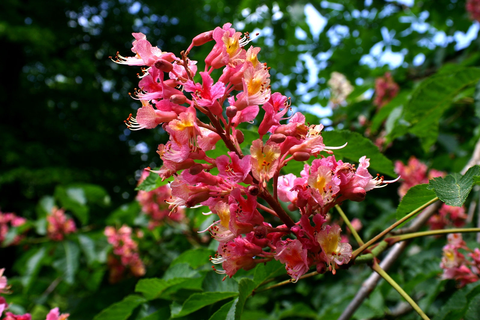 Aesculus Briotii