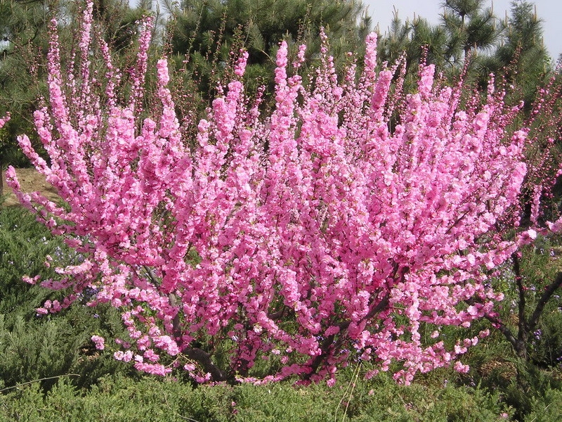 Куст цветет розовыми цветами весной фото и название