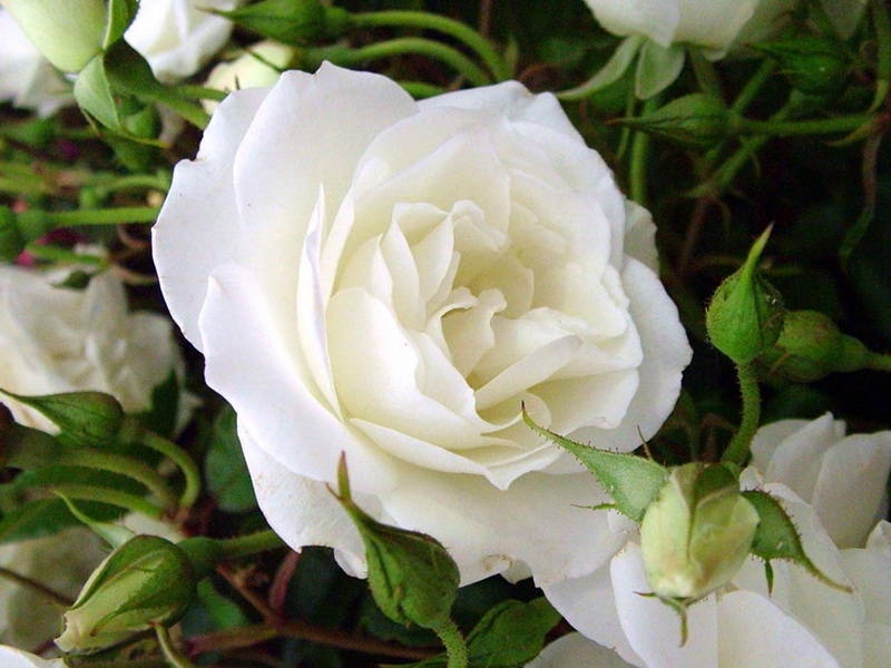 Сорта белых роз флорибунда с фото и описанием