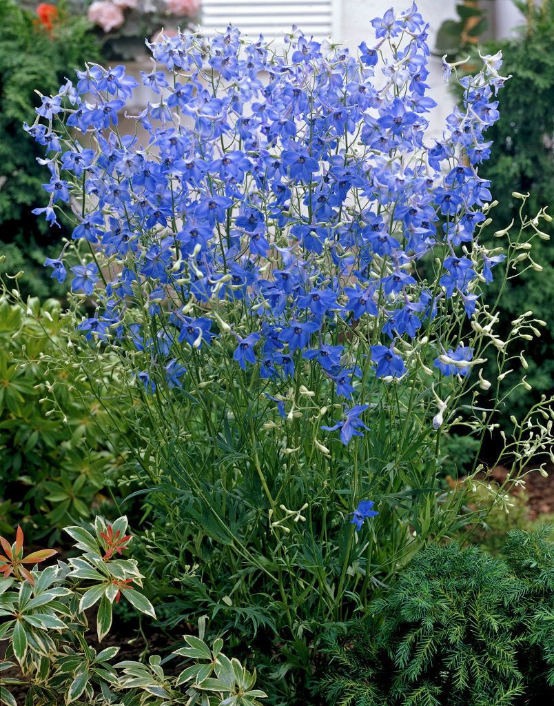 Многолетний цветок с синими цветами фото и названия