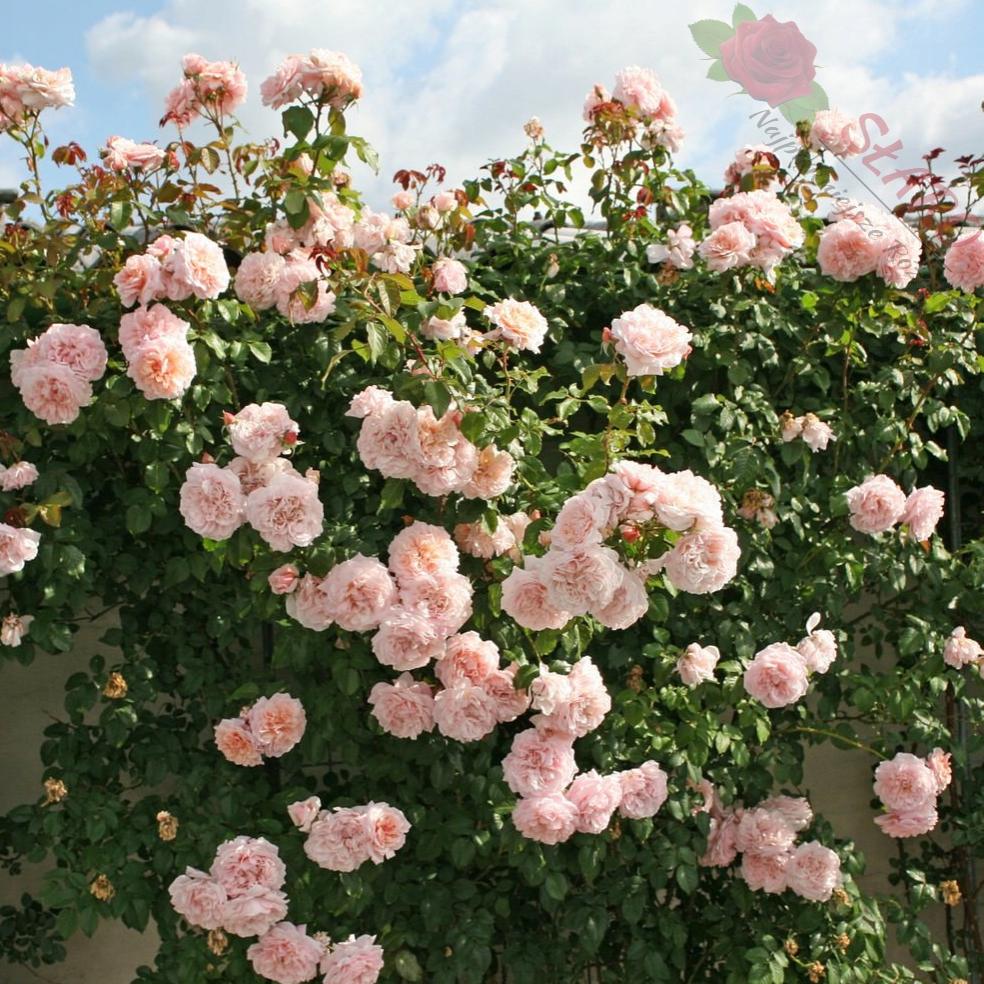 Роза плетистая Роуз де Толбиак 'Rose de Tolbiac'