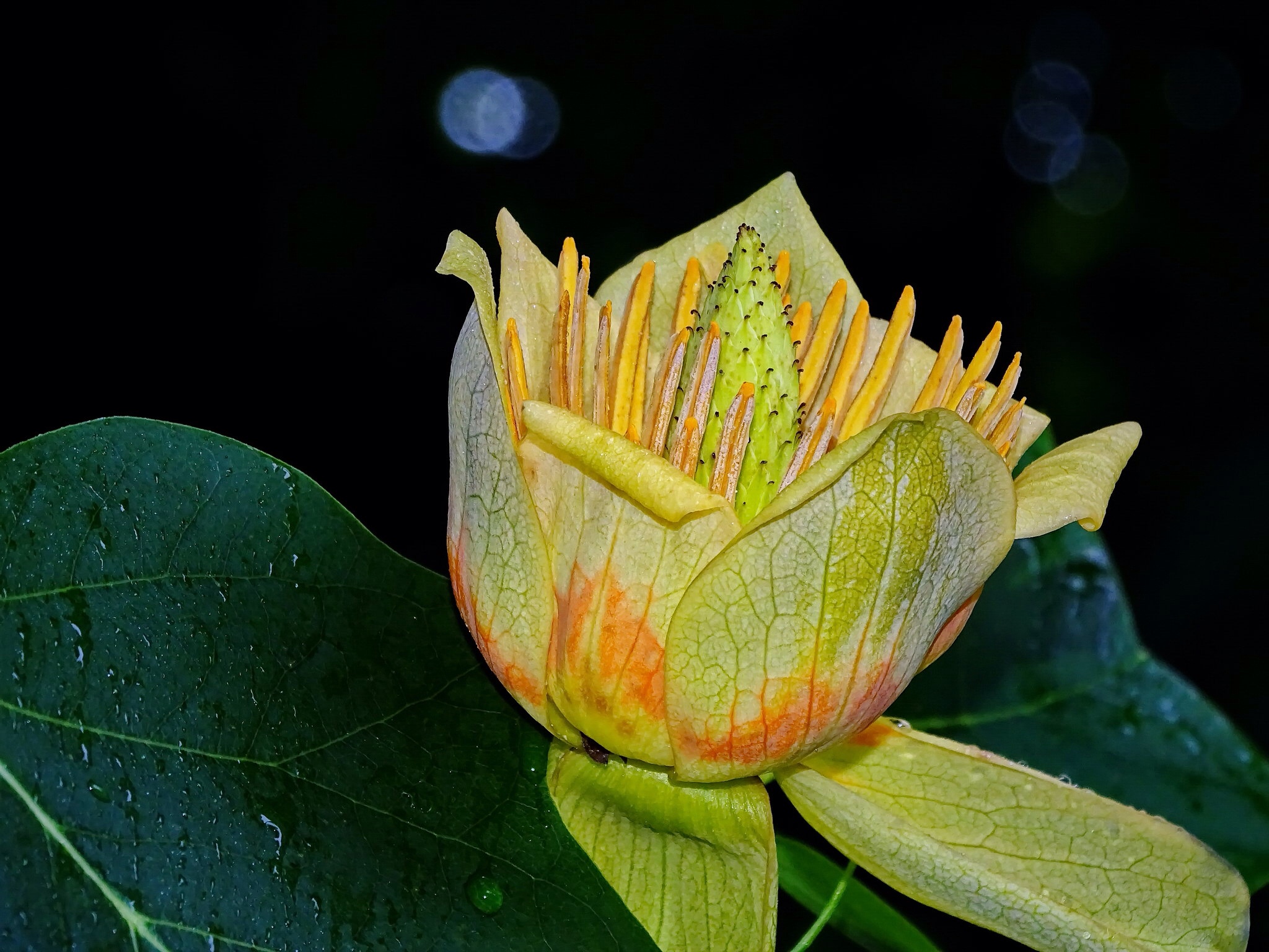 Лириодендрон тюльпановый описание и фото сорта