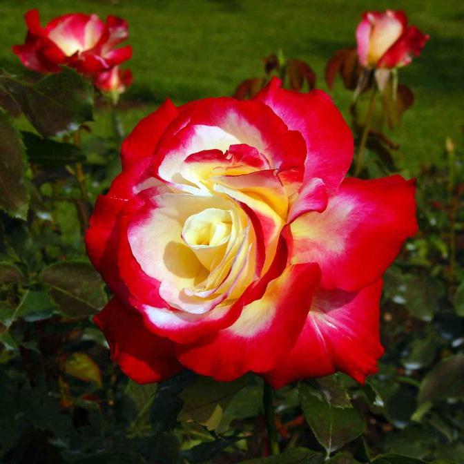 Роза чайно гибридная высший свет фото
