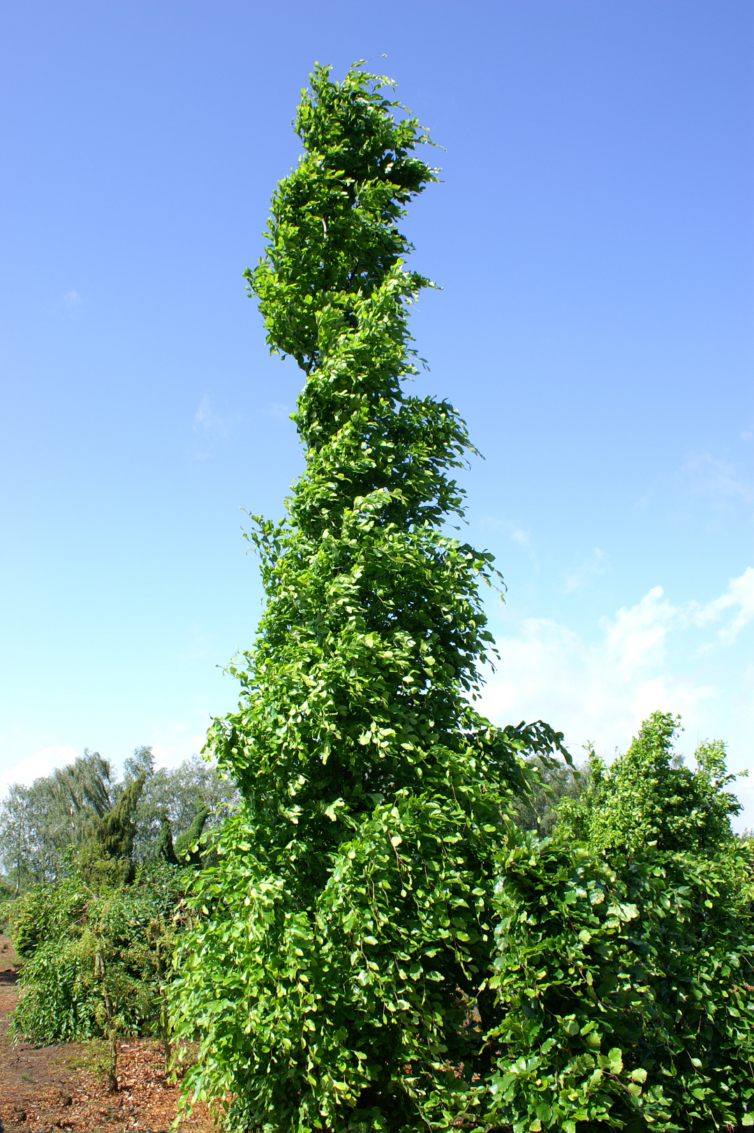 Fagus orientalis