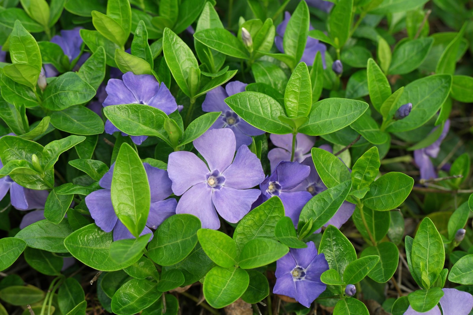 Плетущееся Растение С Фиолетовыми Цветами