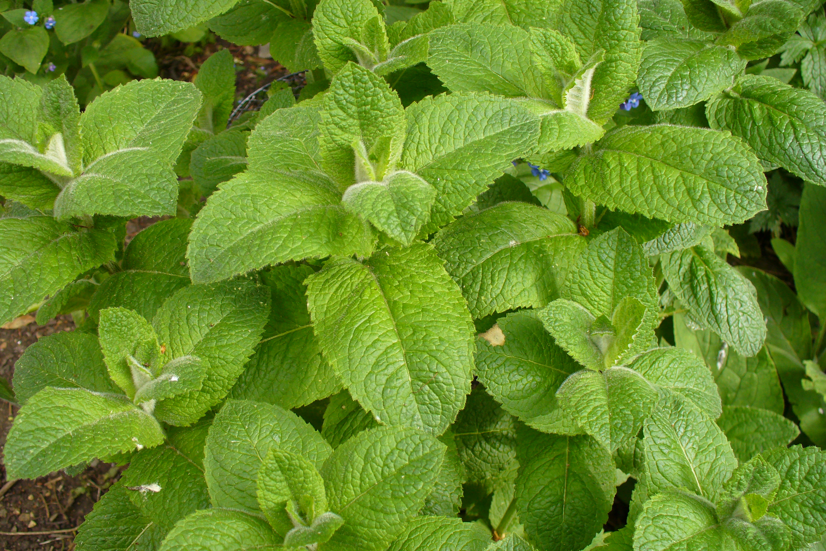 Мята круглолистная Mentha suaveolens