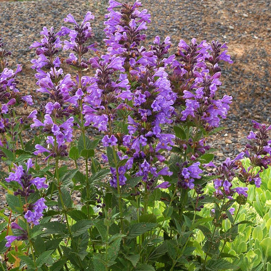 Котовник (Nepeta)