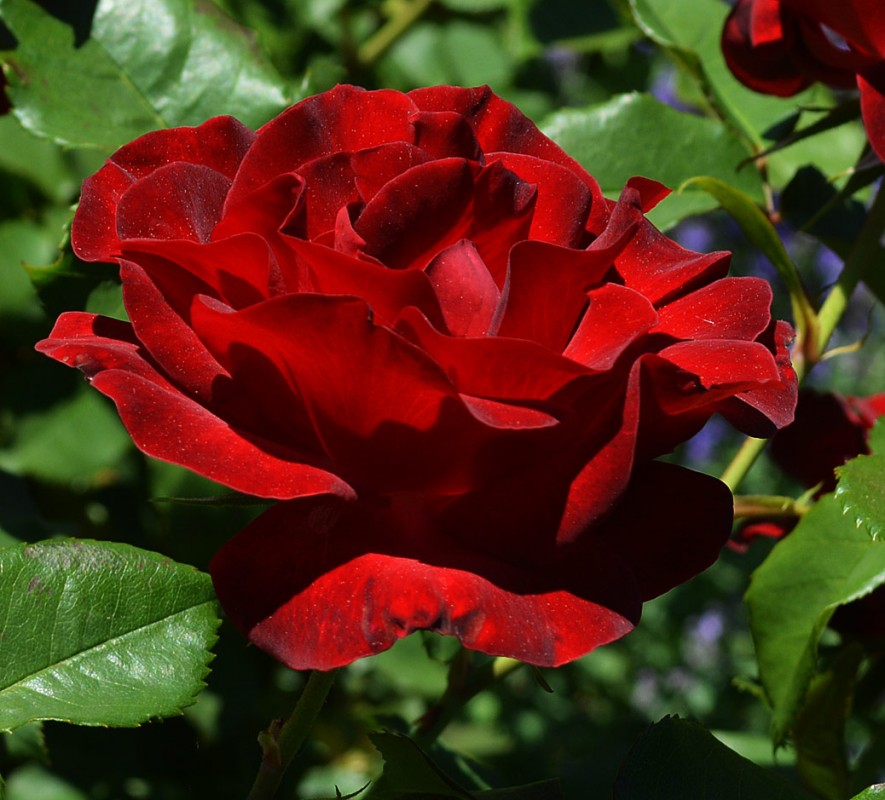 Гранд дама роза фото и описание