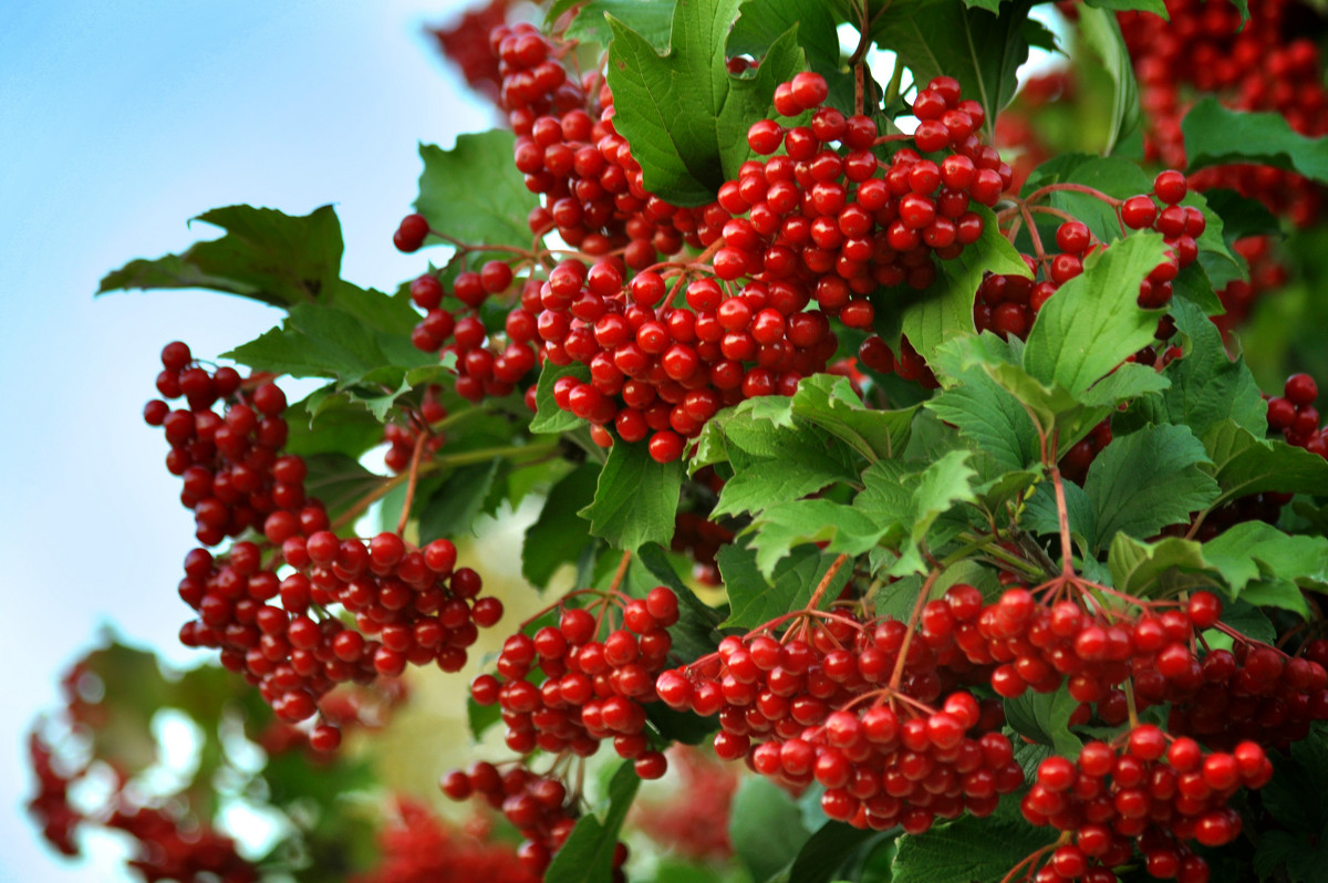 Калина (Viburnum)