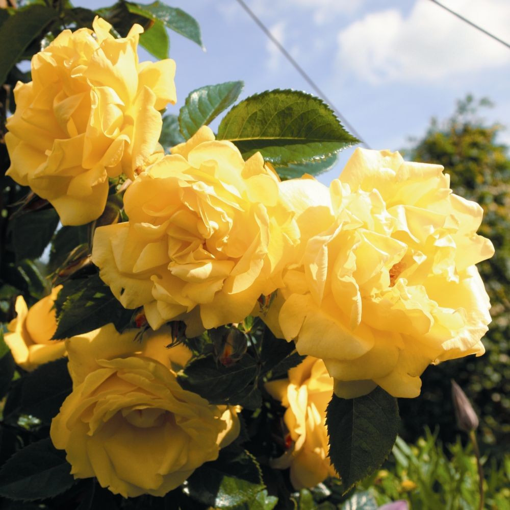 Роза плетистая голден клаймбер фото и описание