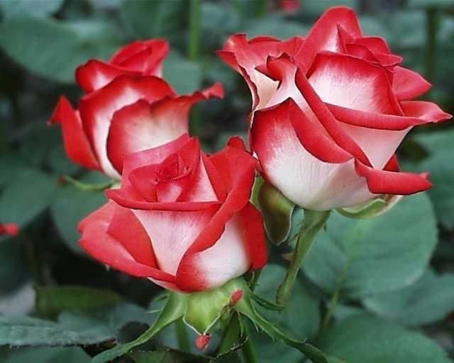 Сорт розы джамиля фото и описание