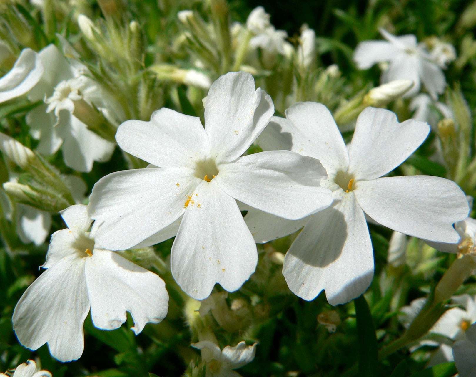 Многолетние белые цветы фото