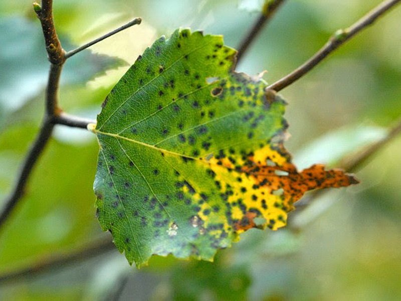 Вредители липы на листьях фото и названия