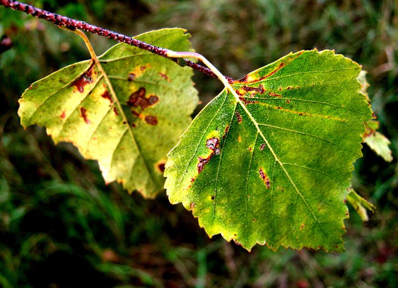 Вредители липы на листьях фото и названия