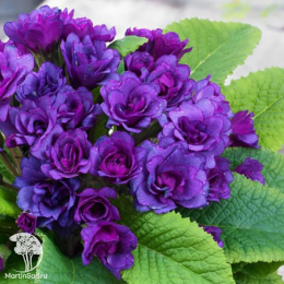 Примула махровая Перпл Сторм